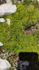 Cherleria sedoides
