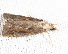 Thopeutis forbesellus