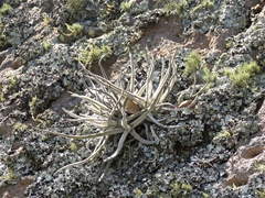 Tillandsia lepidosepala