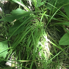 Dichanthelium depauperatum