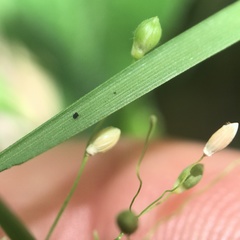 Dichanthelium depauperatum