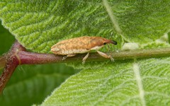 Lixus subtilis