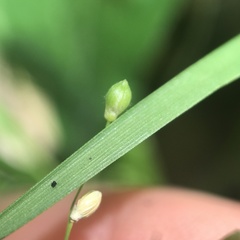 Dichanthelium depauperatum