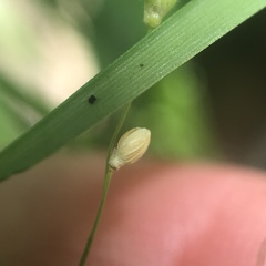 Dichanthelium depauperatum