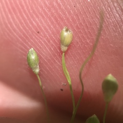 Dichanthelium depauperatum