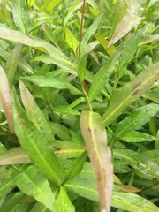 Persicaria maculosa