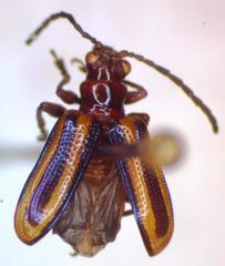 Neolema liliacea