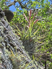 Tillandsia parryi