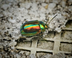 Chrysolinina