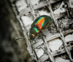 Chrysolinina