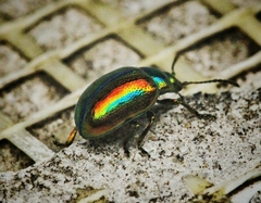 Chrysolinina