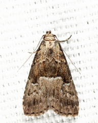 Hypenodes franclemonti