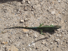 Anolis heterodermus