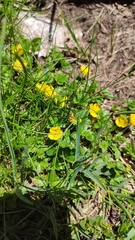 Potentilla brauniana