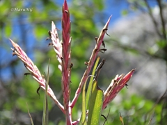 Tillandsia parryi