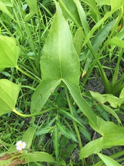 Sagittaria latifolia