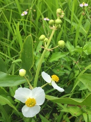 Sagittaria latifolia