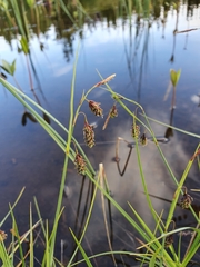 Carex limosa