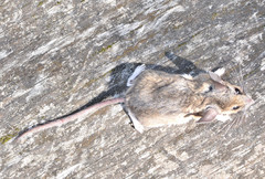 Peromyscus truei