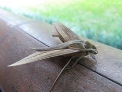 Xylophanes loelia