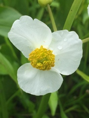 Sagittaria latifolia