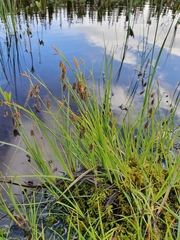 Carex limosa