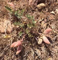 Astragalus chamaeleuce