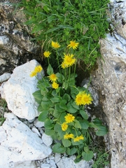 Doronicum columnae