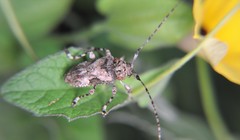 Lagocheirus araneiformis