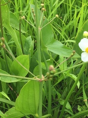 Alisma lanceolatum