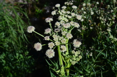 Angelica capitellata