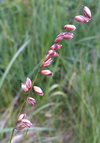 Nusvirusioji Striepsnė nuotrauka