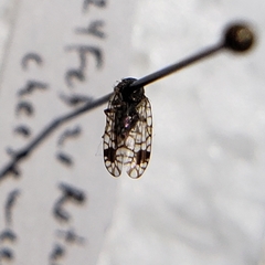 Euarestoides acutangulus