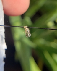 Euarestoides acutangulus