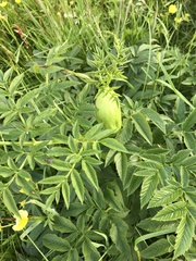 Angelica archangelica