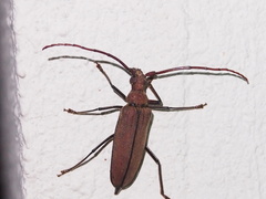 Aegolipton marginale