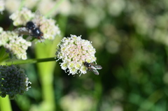 Angelica capitellata