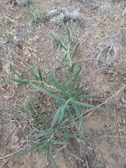 Lithospermum incisum