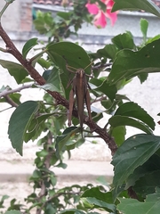 Schistocerca flavofasciata