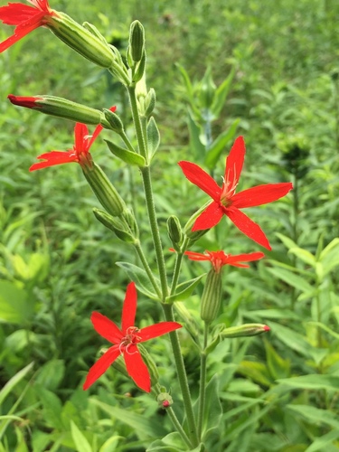 Silene regia