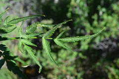 Angelica capitellata