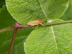 Lixus subtilis
