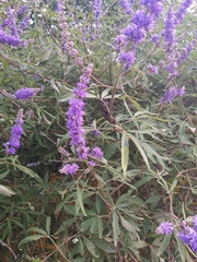 Vitex agnus-castus