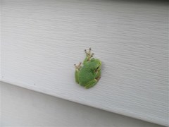 Hyla versicolor