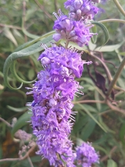 Vitex agnus-castus