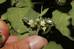 Solanum villosum