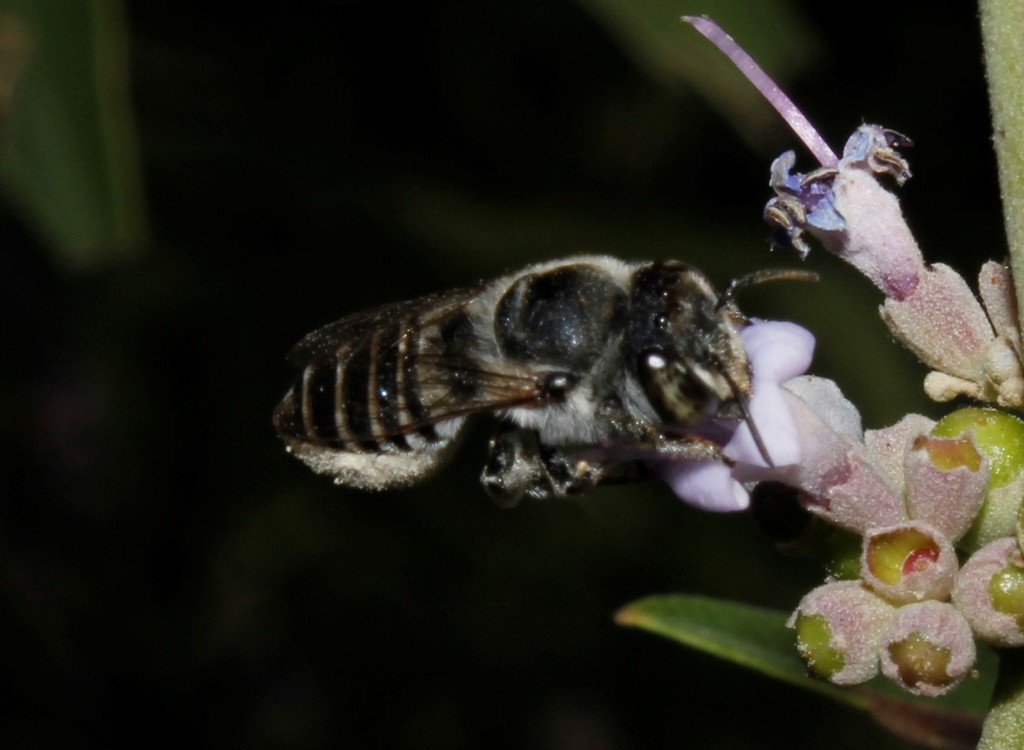 Megachile anatolica