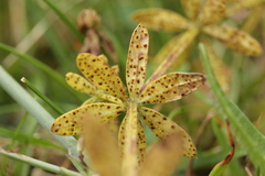Puccinia punctata