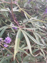 Vitex agnus-castus