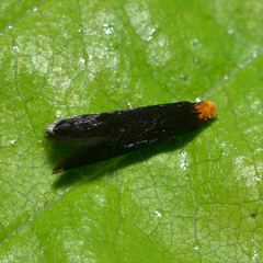 Doleromorpha porphyria